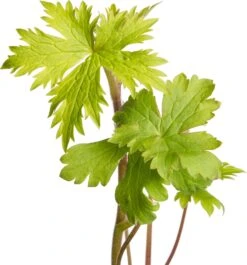 Ridderspoor (Delphinium (P) 'Astolat') D 11 H 150 Cm -Tuin Planten Winkel 8712044146560 2