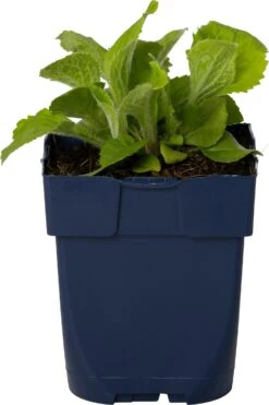 Vingerhoedskruid (Digitalis Luteas 'Mertonensis') D 11 H 80 Cm