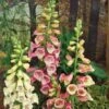 Vingerhoedskruid (Digitalis Purpurea 'Gloxiniiflora') D 11 H 125 Cm -Tuin Planten Winkel 8712044147079