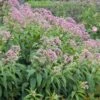Leverkruid (Eupatorium Purpureum) D 11 H 200 Cm -Tuin Planten Winkel 8712044147727