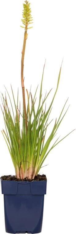 Vuurpijl (Kniphofia 'Little Maid') D 11 H 10 Cm