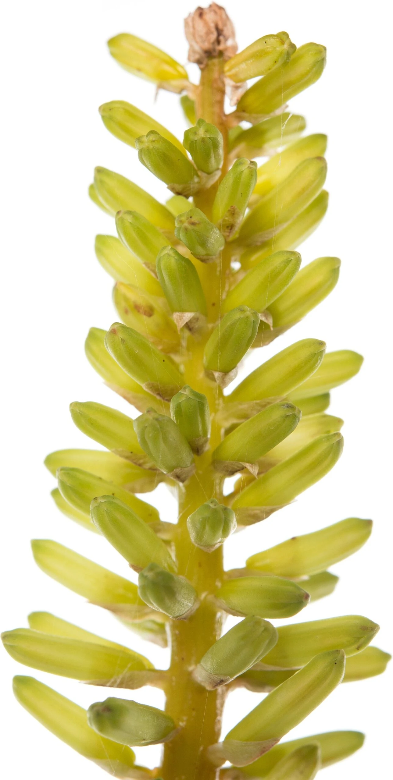 Vuurpijl (Kniphofia 'Little Maid') D 11 H 10 Cm 4 Vuurpijl (Kniphofia 'Little Maid') D 11 H 10 Cm - Afbeelding 2