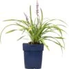 Leliegras (Liriope Muscari) D 11 H 10 Cm -Tuin Planten Winkel 8712044151892 1