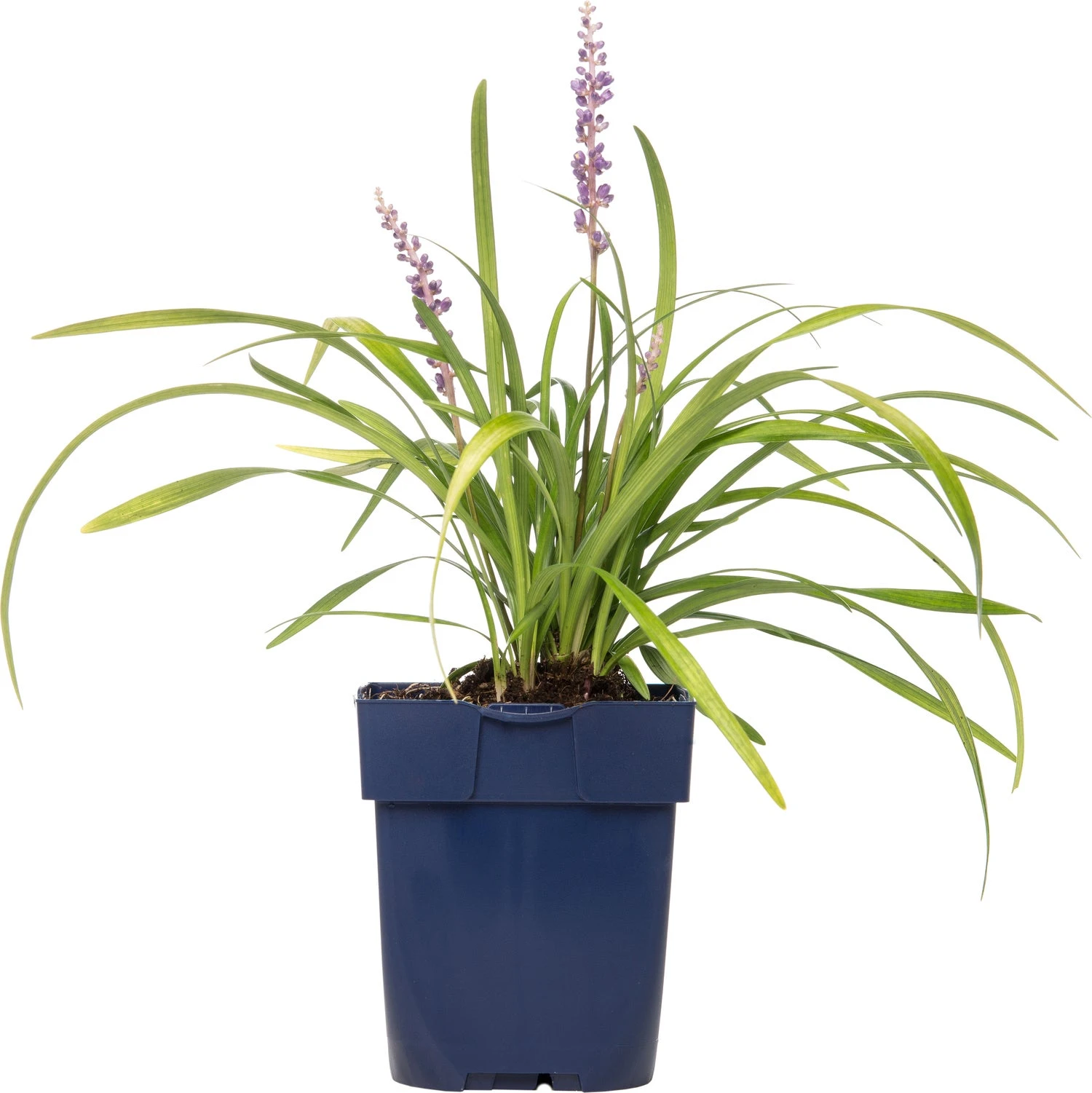 Leliegras (Liriope Muscari) D 11 H 10 Cm 3 Leliegras (Liriope Muscari) D 11 H 10 Cm