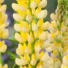 Lupine (Lupinus 'Chandelier') D 11 H 100 Cm -Tuin Planten Winkel 8712044151953