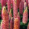 Lupine (Lupinus 'The Chatelaine') D 11 H 100 Cm -Tuin Planten Winkel 8712044151991