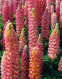 Lupine (Lupinus 'The Chatelaine') D 11 H 100 Cm 3 Lupine (Lupinus 'The Chatelaine') D 11 H 100 Cm