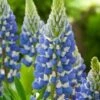 Lupine (Lupinus 'The Governor') D 11 H 10 Cm -Tuin Planten Winkel 8712044152011 3 1