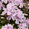 Kruipphlox (Phlox Subulata 'Candy Stripes') D 11 H 20 Cm 1 Kruipphlox (Phlox Subulata 'Candy Stripes') D 11 H 20 Cm -Tuin Planten Winkel 8712044154268 3 1
