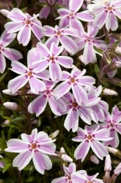 Kruipphlox (Phlox Subulata 'Candy Stripes') D 11 H 20 Cm 3 Kruipphlox (Phlox Subulata 'Candy Stripes') D 11 H 20 Cm