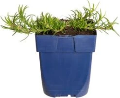 Kruipphlox (Phlox Subulata 'Rosette') D 11 H 10 Cm