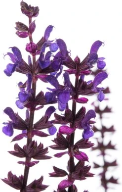 Siersalie (Salvia Nemorosa 'Ostfriesland') D 11 H 10 Cm -Tuin Planten Winkel 8712044155364 2