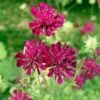 Beemdkroon (Knautia Macedonica) D 11 H 80 Cm -Tuin Planten Winkel 8712044159171