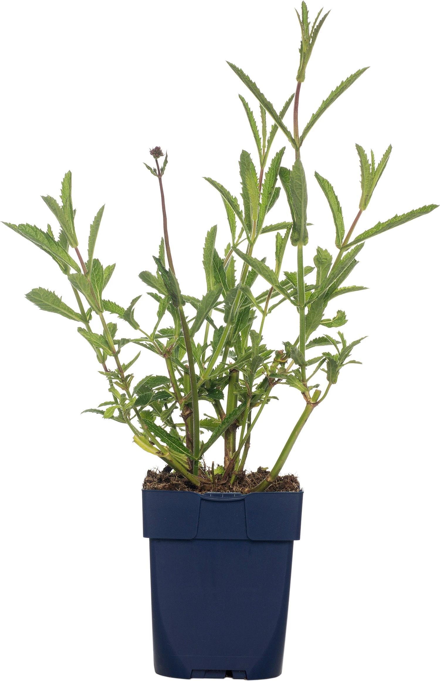 IJzerhard (Verbena Bonariensis) D 11 H 125 Cm 3 IJzerhard (Verbena Bonariensis) D 11 H 125 Cm