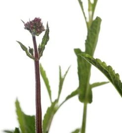 IJzerhard (Verbena Bonariensis) D 11 H 125 Cm 5 IJzerhard (Verbena Bonariensis) D 11 H 125 Cm -Tuin Planten Winkel 8712044160672 1 1