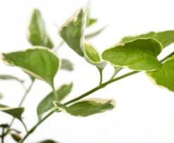 Grote Maagdenpalm (Vinca Major 'Variegata') D 11 H 15 Cm -Tuin Planten Winkel 8712044711560 1 1