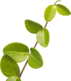 Kleine Maagdenpalm (Vinca Minor) D 11 H 10 Cm -Tuin Planten Winkel 8712044711577 2