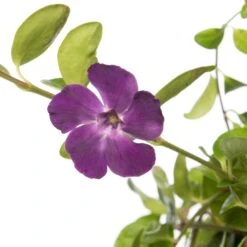 Kleine Maagdenpalm (Vinca Minor 'Atropurpurea') D 11 H 10 Cm -Tuin Planten Winkel 8712044722726 2