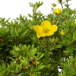 Ganzerik (Potentilla Fruticosa 'Kobold') D 19 H 25 Cm -Tuin Planten Winkel 8712044730264 2