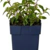 Bellenplant (Fuchsia 'Lady Thumb') D 11 H 40 Cm