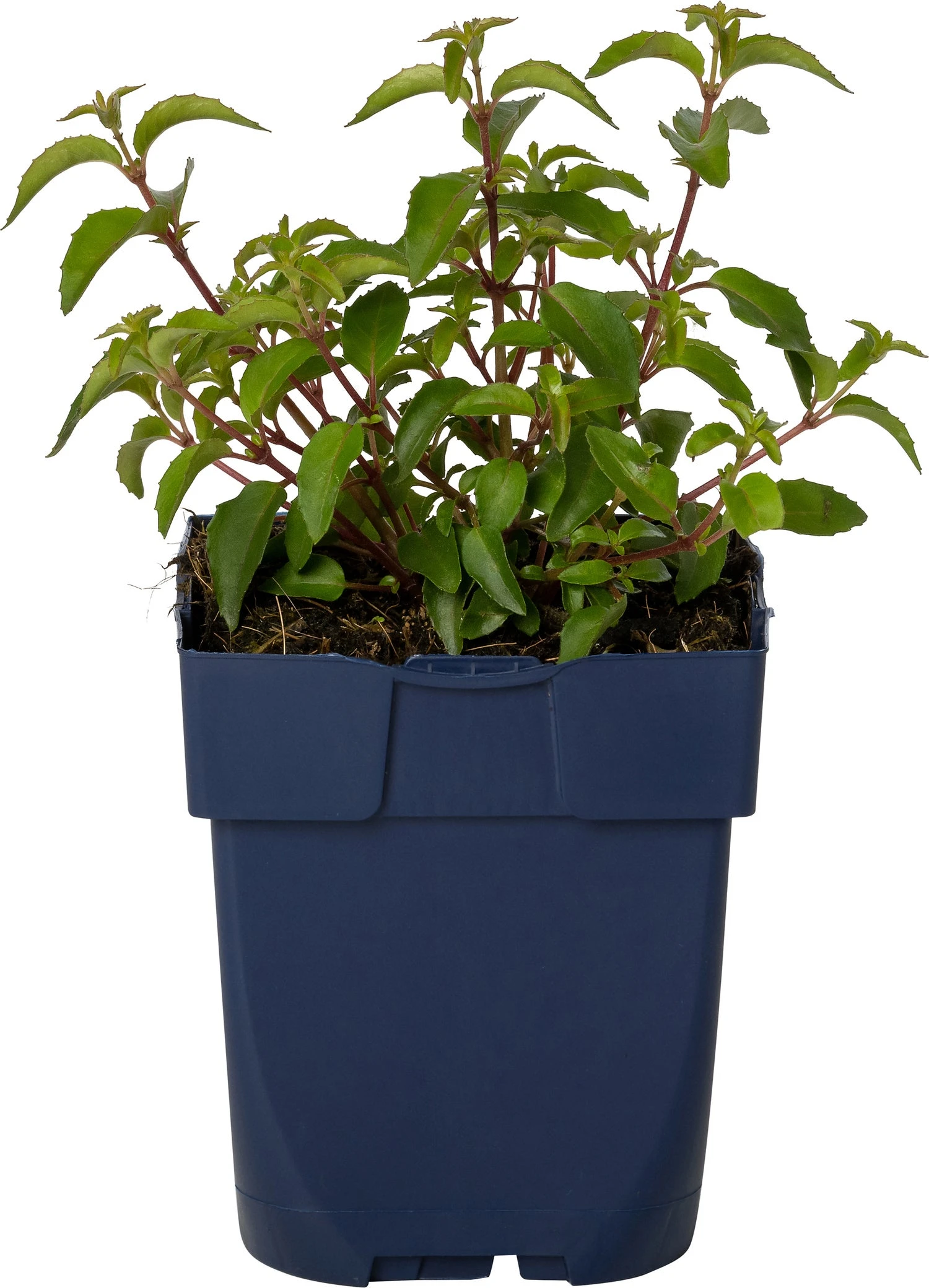 Bellenplant (Fuchsia 'Lady Thumb') D 11 H 40 Cm 3 Bellenplant (Fuchsia 'Lady Thumb') D 11 H 40 Cm