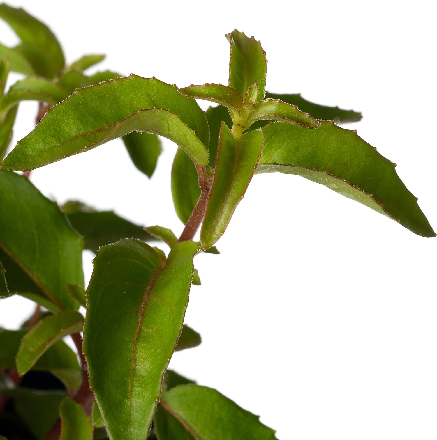 Bellenplant (Fuchsia 'Lady Thumb') D 11 H 40 Cm 4 Bellenplant (Fuchsia 'Lady Thumb') D 11 H 40 Cm - Afbeelding 2