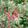Bellenplant (Fuchsia 'Riccartonii') D 11 H 100 Cm