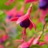 Bellenplant (Fuchsia 'Tom Thumb') D 11 H 30 Cm