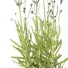 Lavendel (Lavandula Augustifolia 'Hidcote') D 11 H 10 Cm -Tuin Planten Winkel 8712044803685