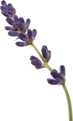 Lavendel (Lavandula Augustifolia 'Hidcote') D 11 H 10 Cm -Tuin Planten Winkel 8712044803685 2