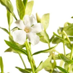 Kleine Maagdenpalm (Vinca Minor 'Alba') D 11 H 15 Cm -Tuin Planten Winkel 8712044835198 2