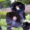 Stokroos (Alcea Rosea 'Nigra') D 11 H 10 Cm -Tuin Planten Winkel 8712044849454 3 1