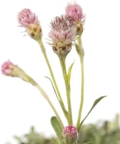 Rozenkransje (Antennaria Dioica 'Rubra') D 11 H 10 Cm -Tuin Planten Winkel 8712044849485 2