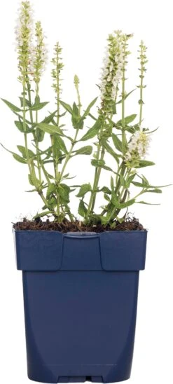 Siersalie (Salvia Nemorosa 'Schneehügel') D 11 H 10 Cm