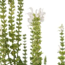 Siersalie (Salvia Nemorosa 'Schneehügel') D 11 H 10 Cm -Tuin Planten Winkel 8712044849539 2
