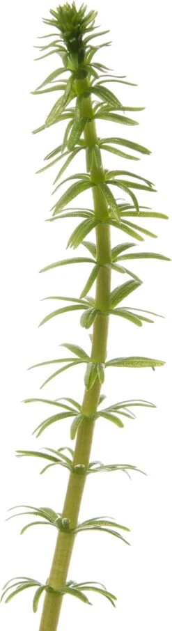 Lidsteng (Hippuris Vulgaris) D 11 H 20 Cm -Tuin Planten Winkel 8712044849614 2 1