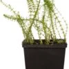 Lidsteng (Hippuris Vulgaris) D 11 H 20 Cm -Tuin Planten Winkel 8712044849614 3 1