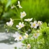 Waterviolier (Hottonia Palustris) D 11 H 22 Cm -Tuin Planten Winkel 8712044849621