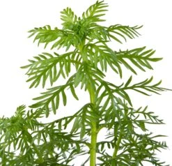 Waterviolier (Hottonia Palustris) D 11 H 22 Cm -Tuin Planten Winkel 8712044849621 2