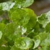 Waternavel (Hydrocotyle Vulgaris) D 11 H 22 Cm -Tuin Planten Winkel 8712044849638