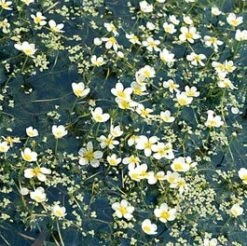 Waterranonkel (Ranunculus Aquatilis) D 11 H 22 Cm