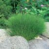 Naaldwaterbies (Eleocharis Acicularis) D 11 H 22 Cm -Tuin Planten Winkel 8712044849676
