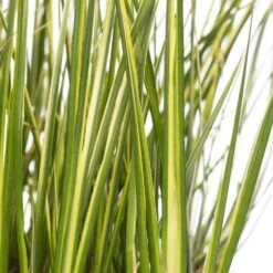 Kalmoes (Acorus Gramineus) D 18 H 30 Cm -Tuin Planten Winkel 8712044889139 2 1