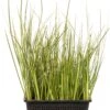 Kalmoes (Acorus Gramineus) D 18 H 30 Cm -Tuin Planten Winkel 8712044889139 3 1