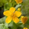 Dotterbloem (Caltha Palustris) D 18 H 20 Cm -Tuin Planten Winkel 8712044889214