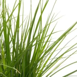 Parapluplant (Cyperus Alternifolius) D 18 H 30 Cm -Tuin Planten Winkel 8712044889290 2 1