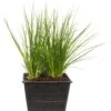 Parapluplant (Cyperus Alternifolius) D 18 H 30 Cm -Tuin Planten Winkel 8712044889290 3 1