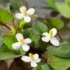 Moerasanemoon (Houttuynia Cordata) D 18 H 30 Cm -Tuin Planten Winkel 8712044889412