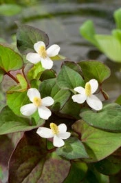 Moerasanemoon (Houttuynia Cordata) D 18 H 30 Cm