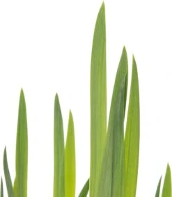 Gele Lis (Iris Pseudacorus) D 18 H 30 Cm -Tuin Planten Winkel 8712044889443 2 1